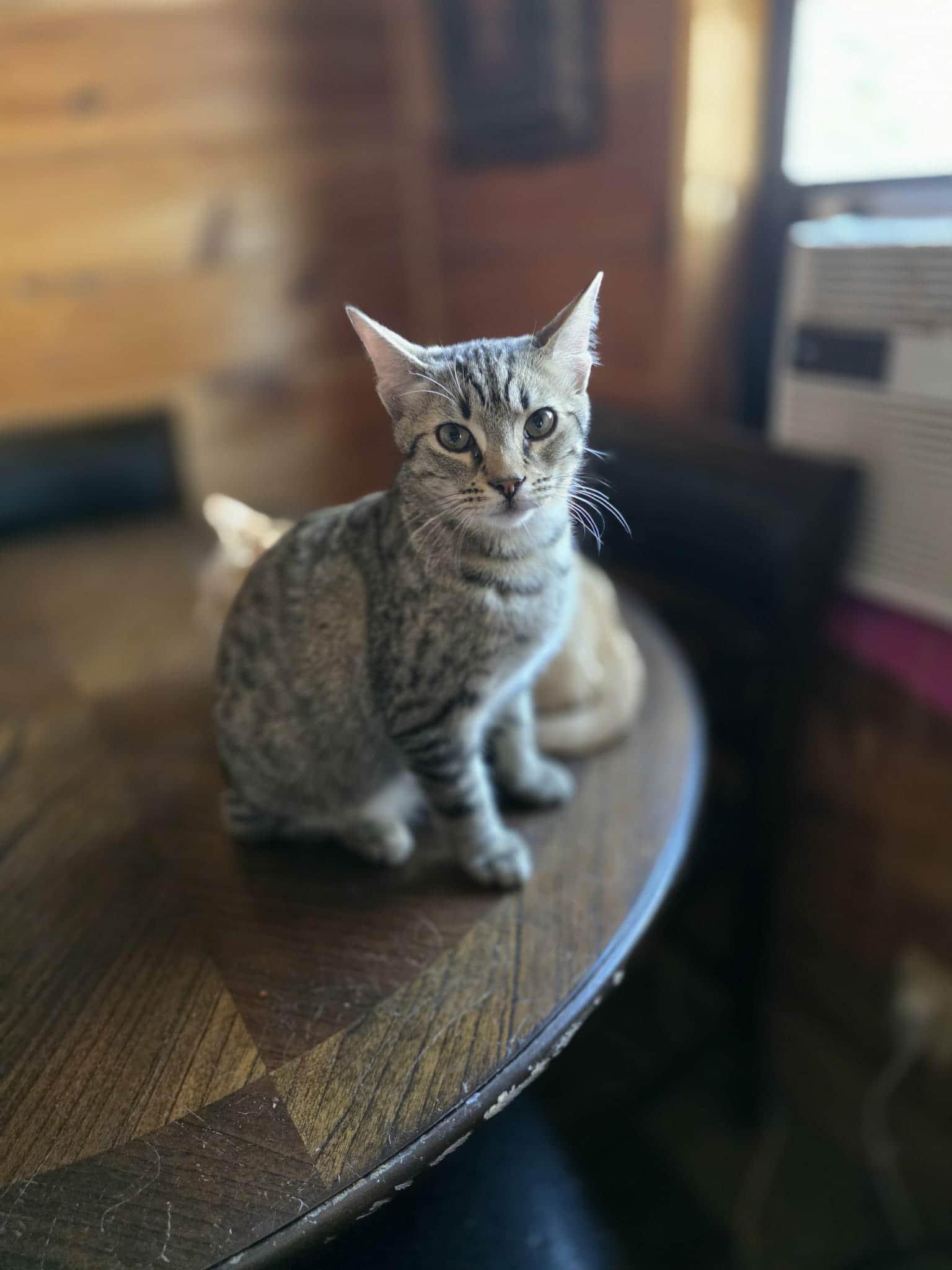 MJ (bobtail), Adoptable, Young Male American Bobtail.