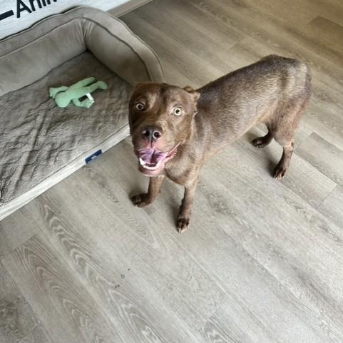 Chewy, Adopted, Adult Male Chocolate Labrador Retriever.