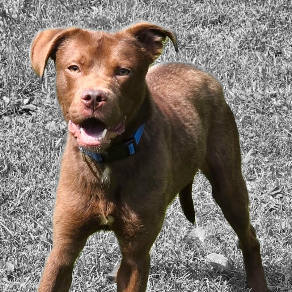 Enlarge Chewy, a Adopted mixed breed in Triadelphia, WV image 2/2