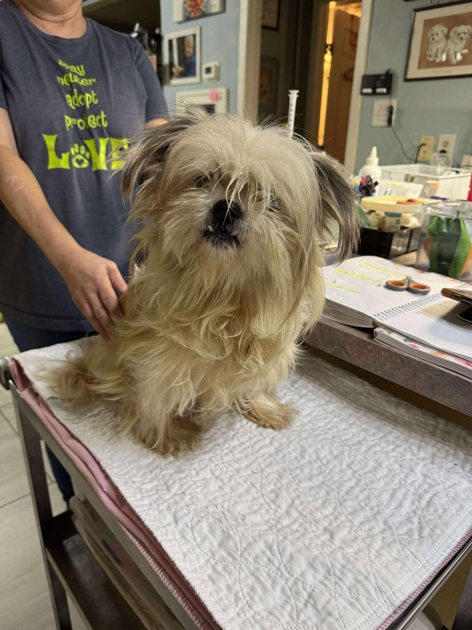 Sugarbaker (NOT YET AVAILABLE), Adoptable, Adult Female Shih Tzu.