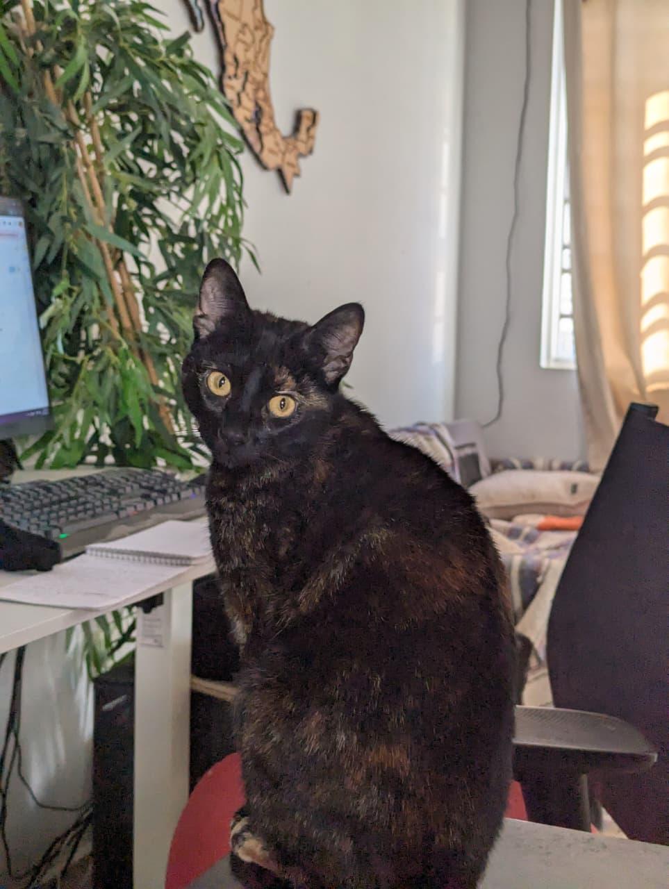 Enlarge toph, a Adoptable Domestic Short Hair in Tijuana, BCN image 1/1