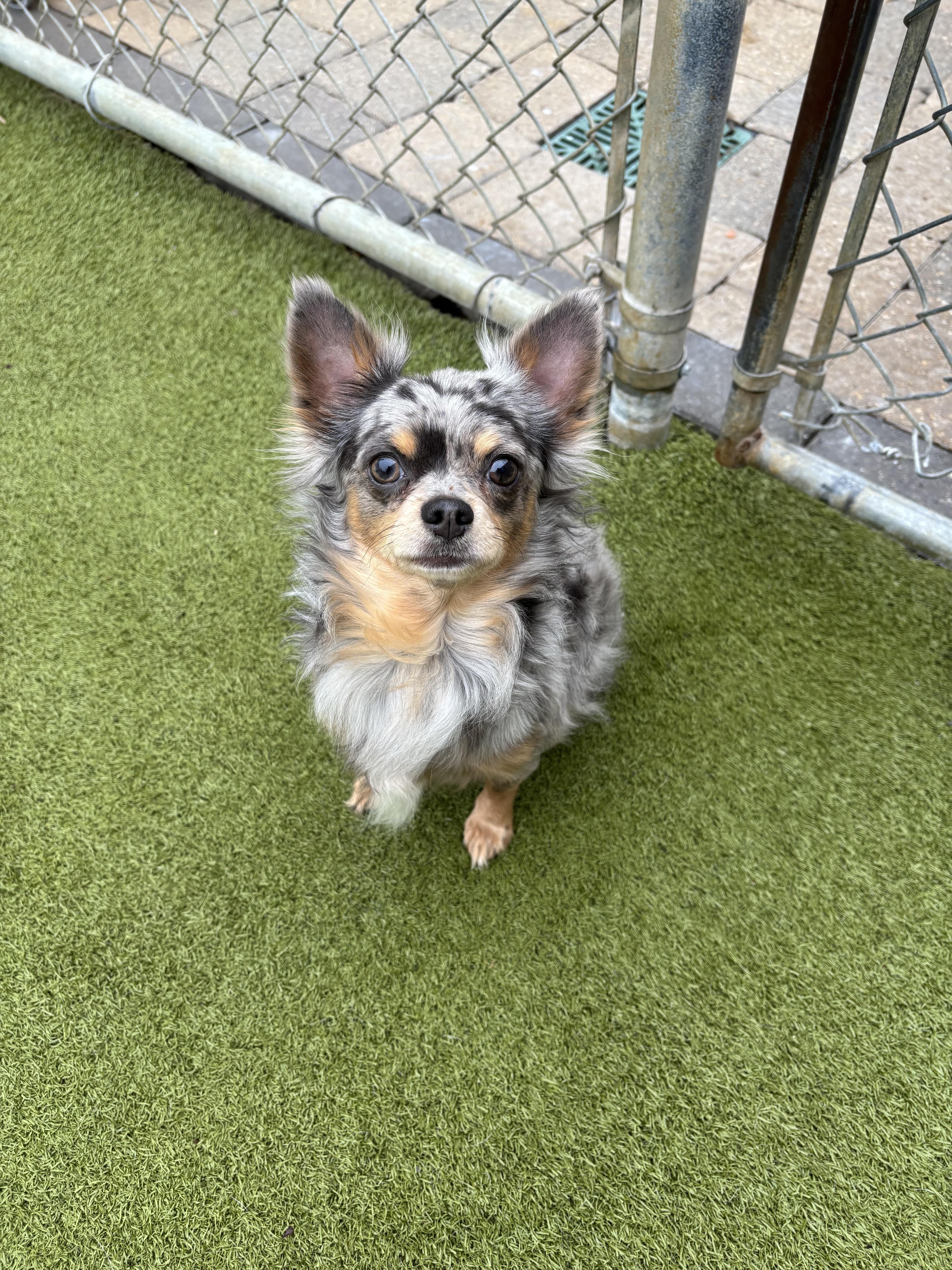 Phineas, adopted, Adult Male Chihuahua.