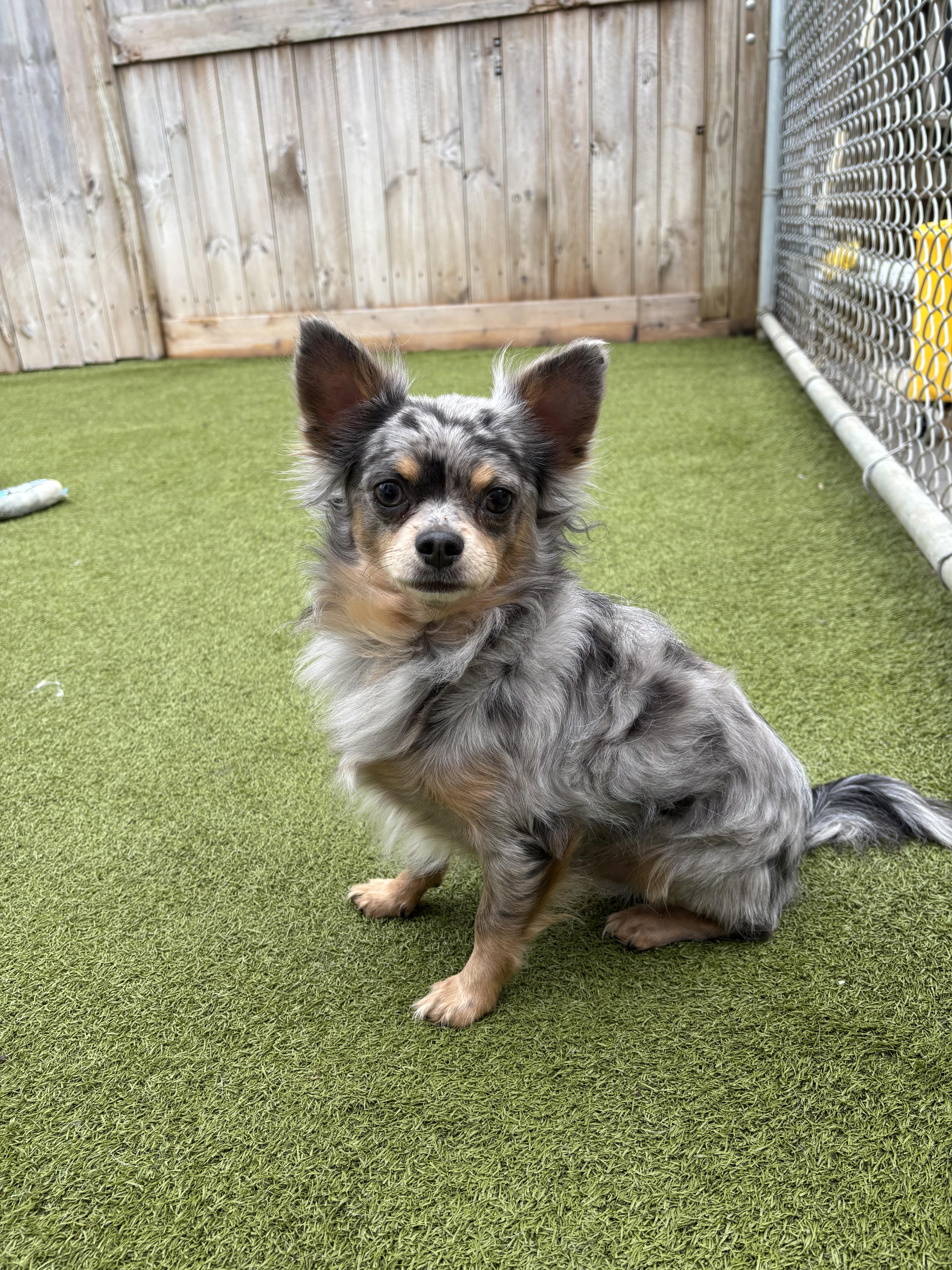 Phineas, an adopted Chihuahua in Vernon Hills, IL image 2/2