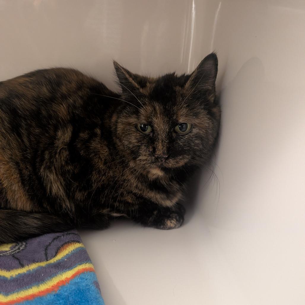 Kiriko, Adoptable, Adult Female Domestic Short Hair.