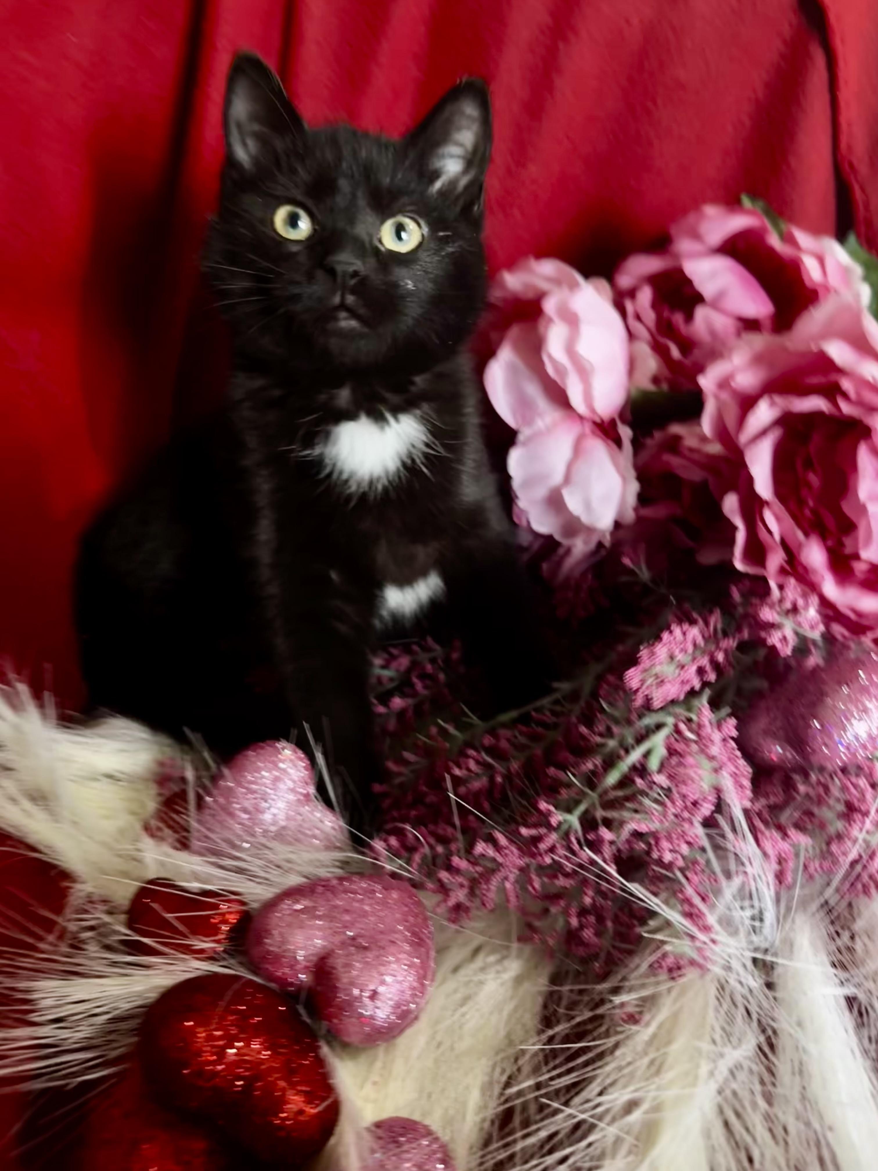 Enlarge Peanut, a Adopted mixed breed in Bethel Park, PA image 1/5