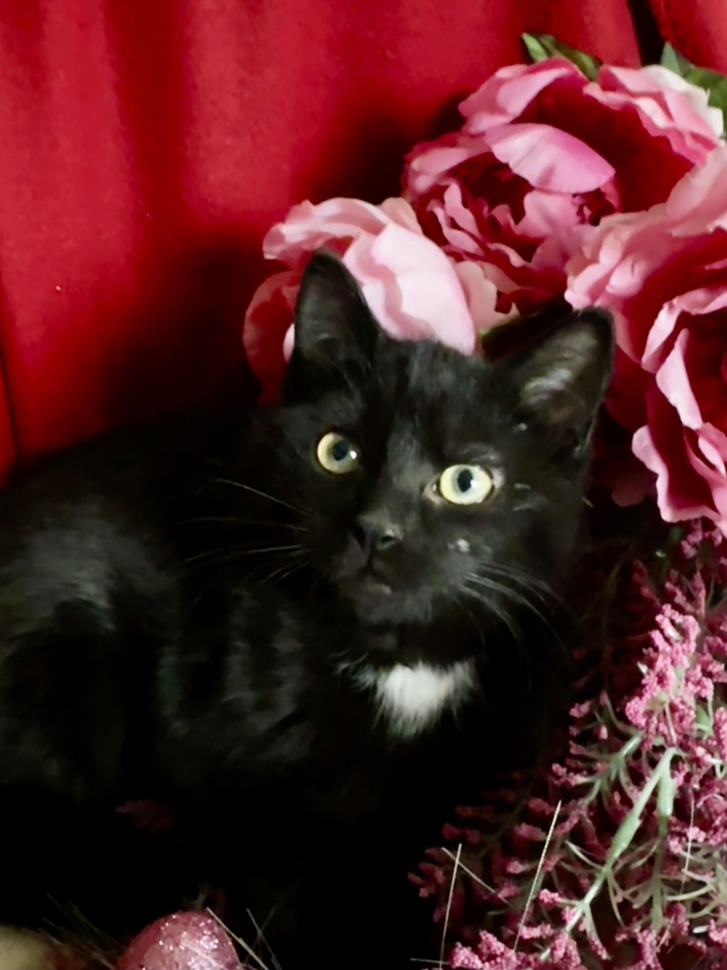 Enlarge Peanut, a Adopted mixed breed in Bethel Park, PA image 2/5