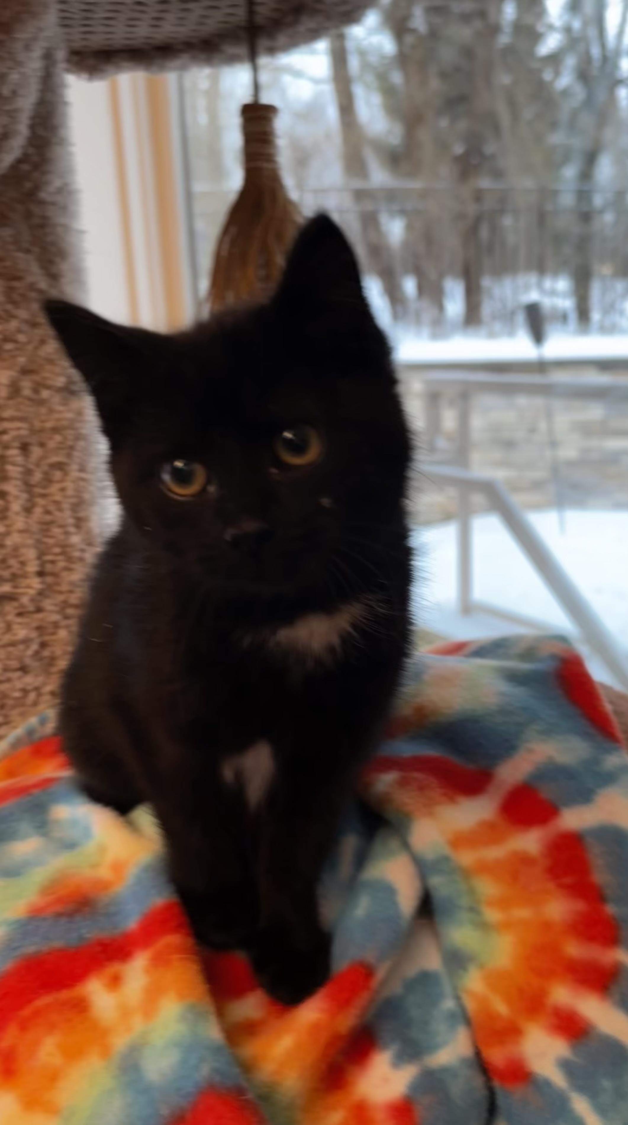 Enlarge Peanut, a Adopted mixed breed in Bethel Park, PA image 3/5