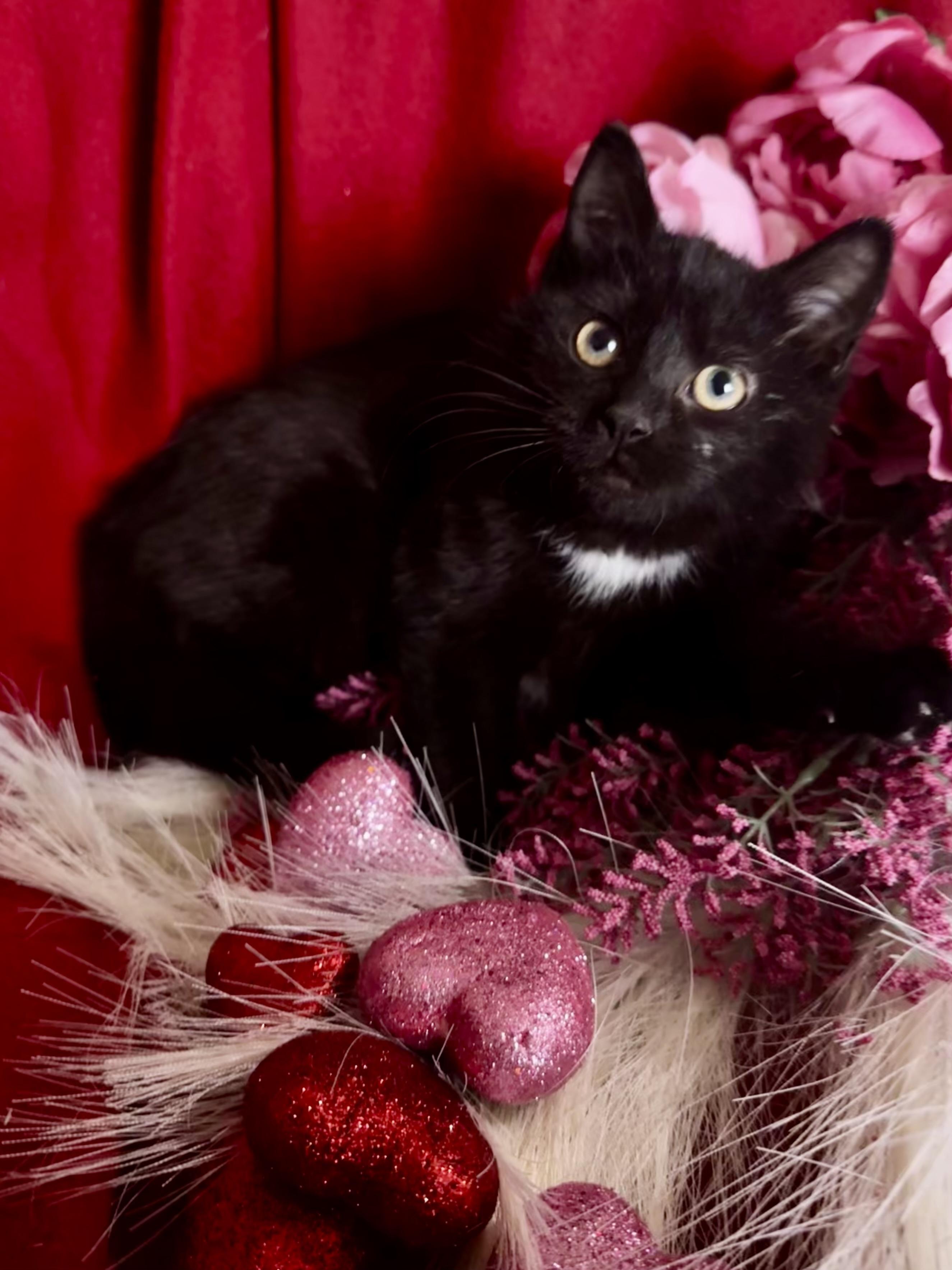 Enlarge Peanut, a Adopted mixed breed in Bethel Park, PA image 5/5