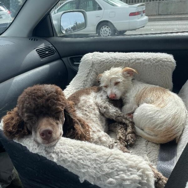 Huckleberry Frolicking Bunnykins thumbnail 4