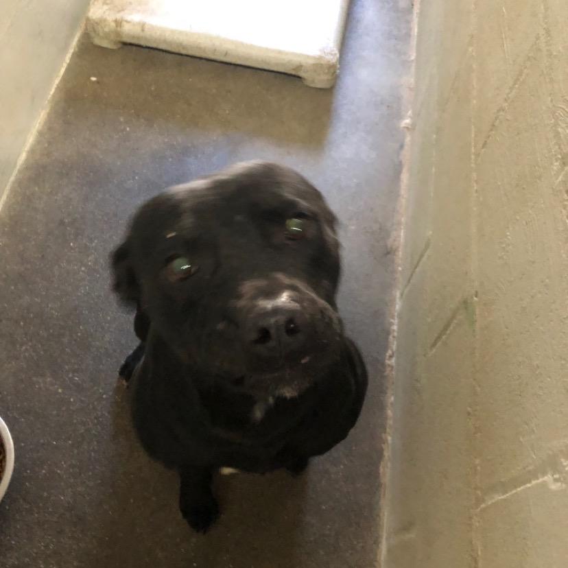 Ruckus, Adoptable, Adult Male Pit Bull Terrier.