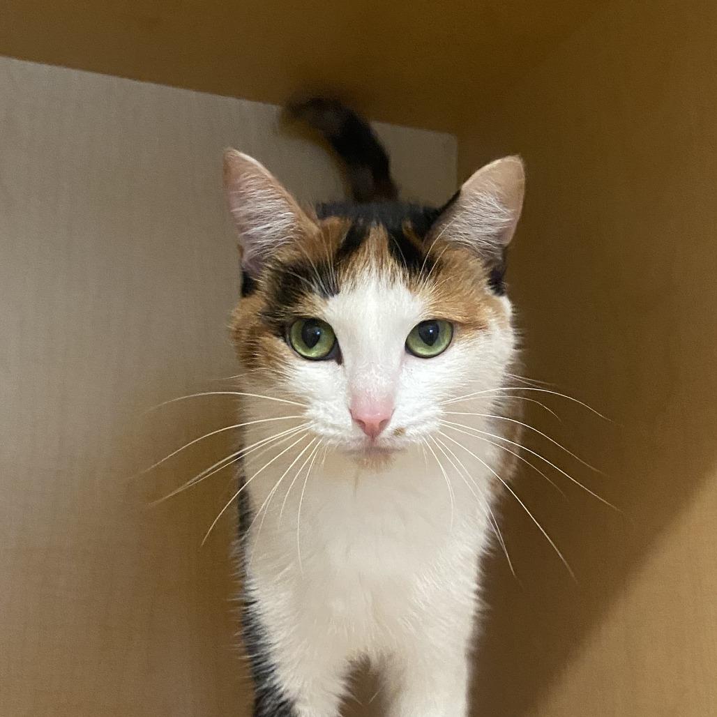 Cupcake, Adoptable, Young Female Domestic Short Hair.