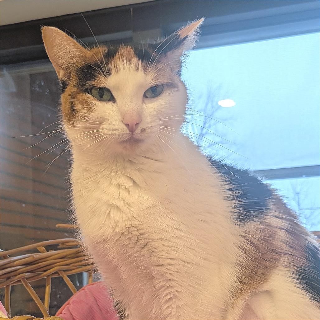 Enlarge Cupcake, a Adoptable Domestic Short Hair in Washington Township, OH image 2/3