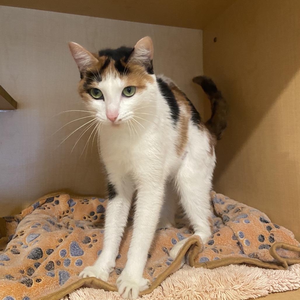 Enlarge Cupcake, a Adoptable Domestic Short Hair in Washington Township, OH image 3/3