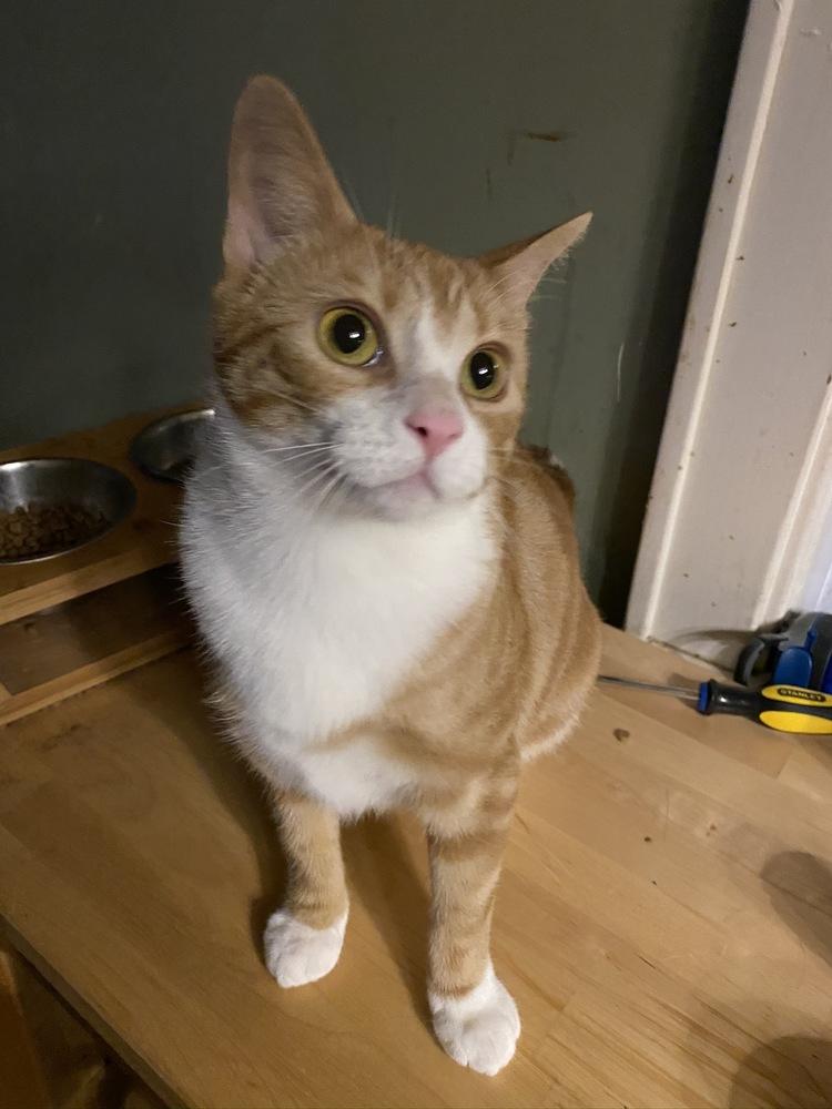 Brea, a Adoptable Domestic Short Hair in Peoria, IL image 1/4