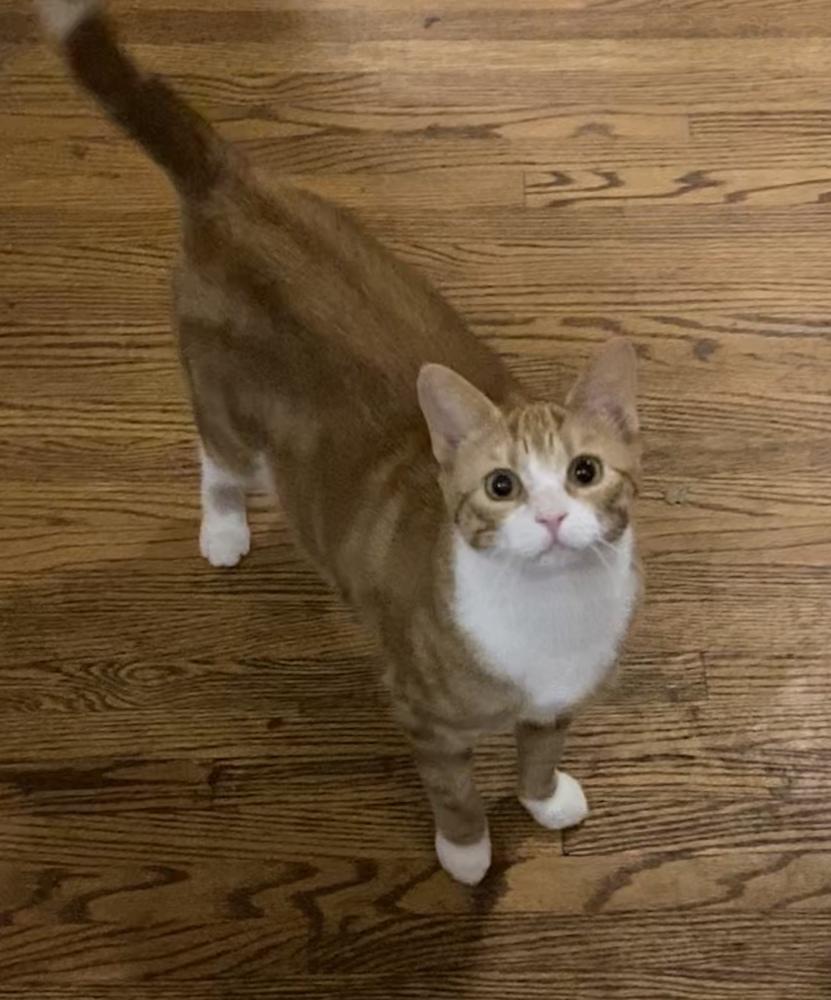 Brea, a Adoptable Domestic Short Hair in Peoria, IL image 2/4