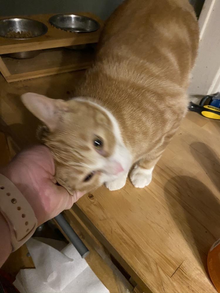 Brea, a Adoptable Domestic Short Hair in Peoria, IL image 3/4