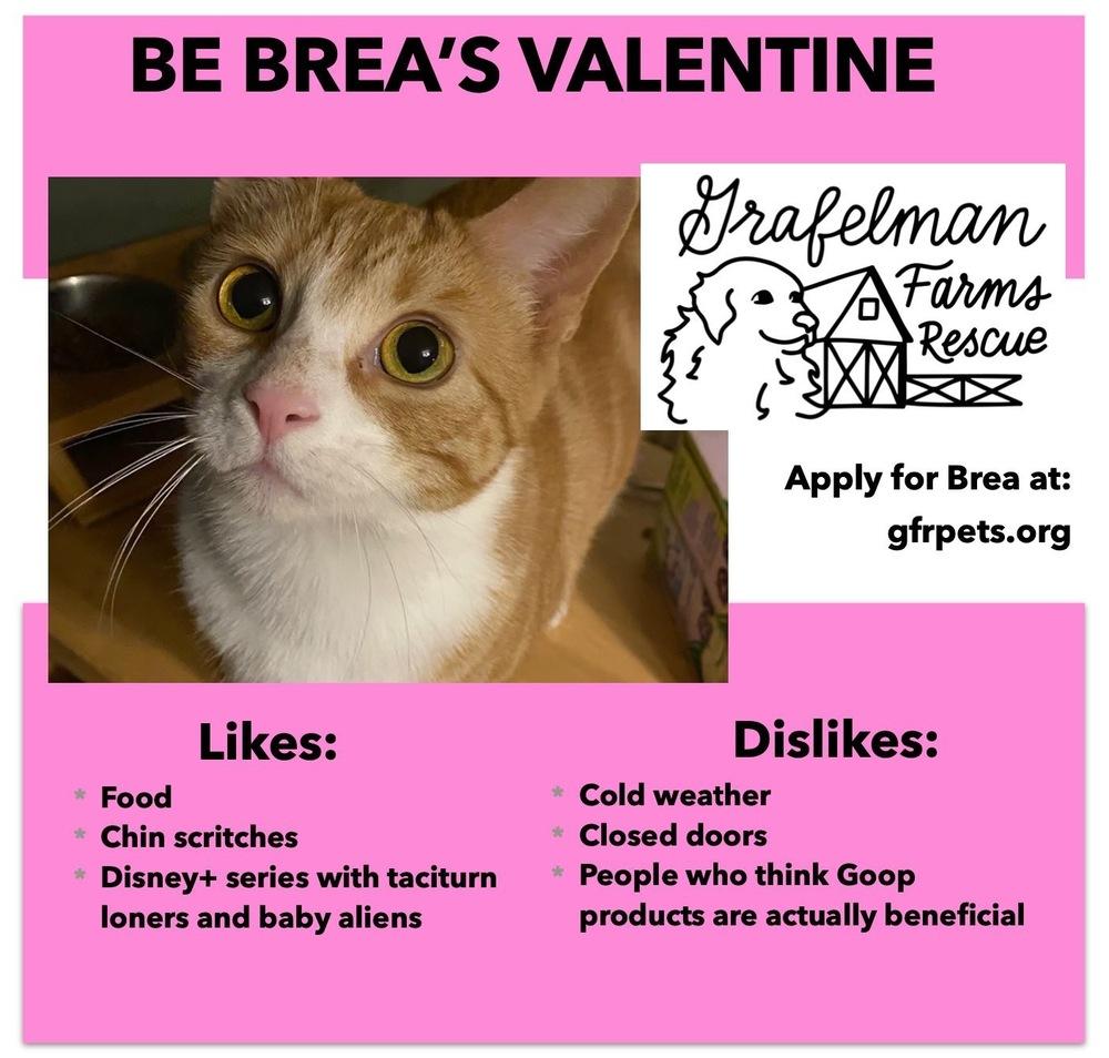 Brea, a Adoptable Domestic Short Hair in Peoria, IL image 4/4