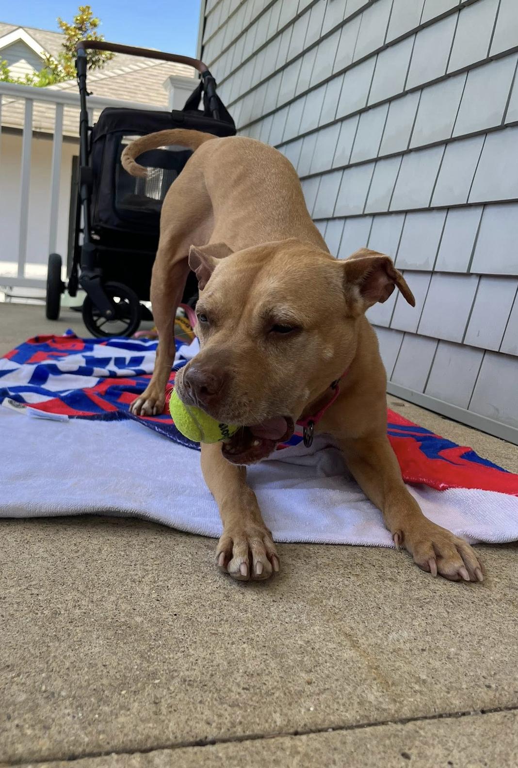 CoCo, a ADOPTABLE mixed breed in Tinton Falls, NJ image 6/6
