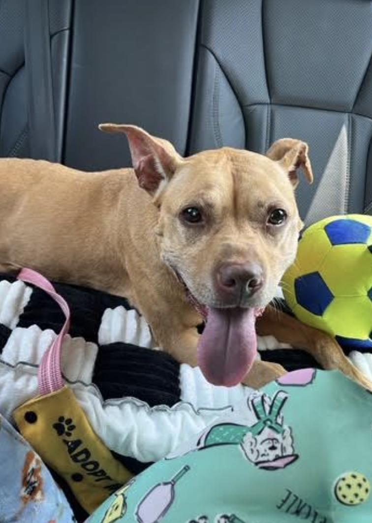 CoCo, a ADOPTABLE mixed breed in Tinton Falls, NJ image 1/6
