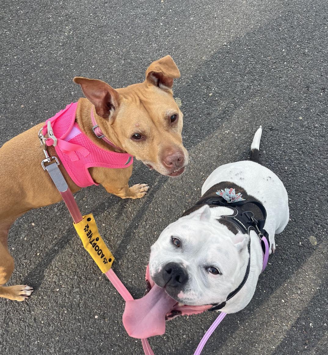 Enlarge CoCo, a Adoptable mixed breed in Tinton Falls, NJ image 2/6