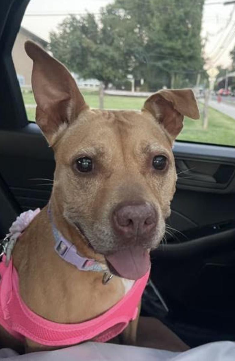 CoCo, Adoptable, Adult Female Pit Bull Terrier & Terrier.