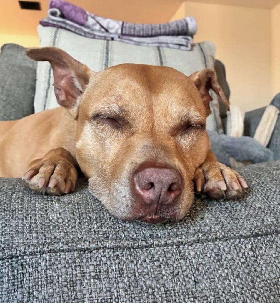 Enlarge CoCo, a Adoptable mixed breed in Tinton Falls, NJ image 6/6