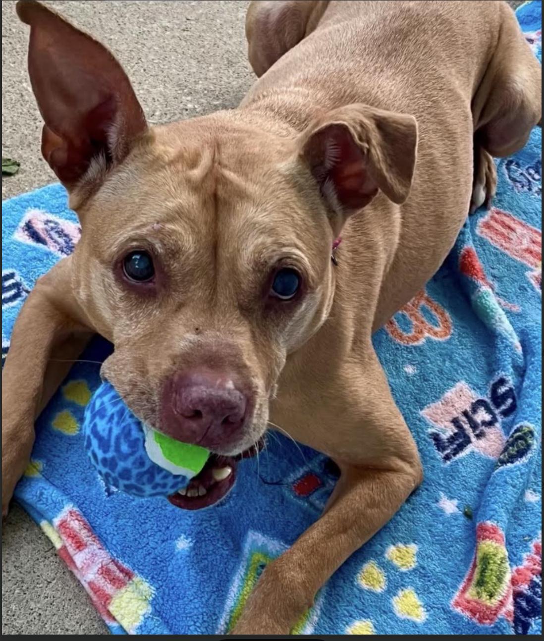 CoCo, a ADOPTABLE mixed breed in Tinton Falls, NJ image 2/6