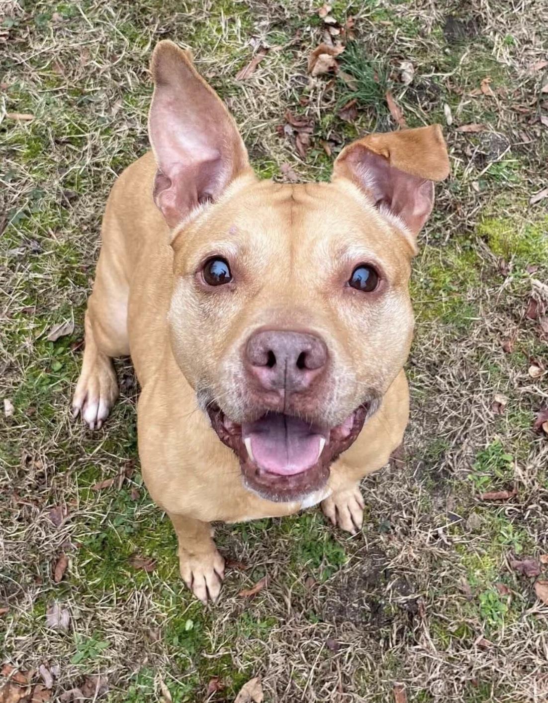 CoCo, a ADOPTABLE mixed breed in Tinton Falls, NJ image 3/6