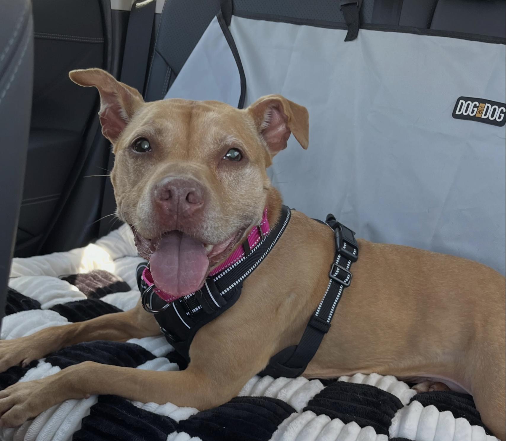CoCo, ADOPTABLE, Adult Female Pit Bull Terrier & Terrier.