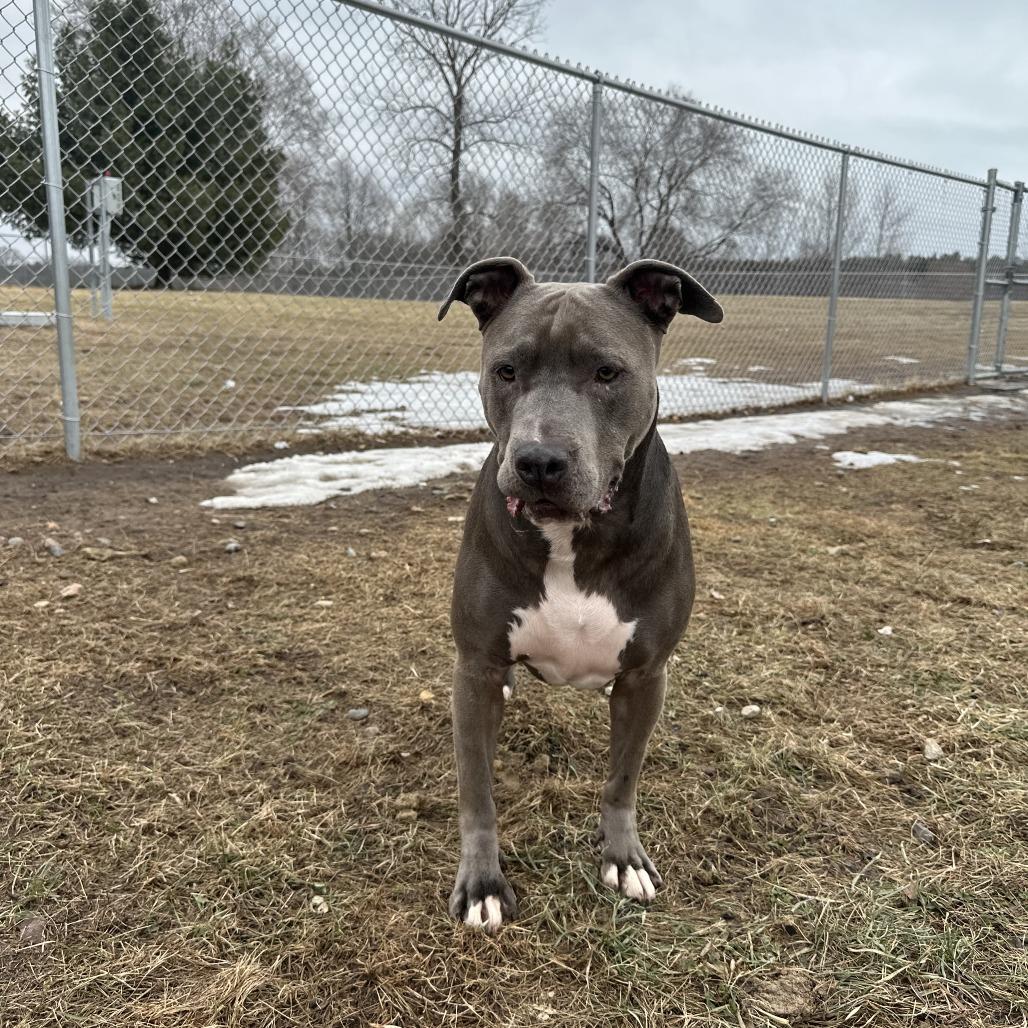 Molly, adopted, Adult Female Pit Bull Terrier.