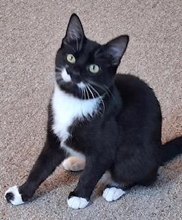 Enlarge Sophie, a ADOPTABLE Tuxedo in Bow, WA image 5/6