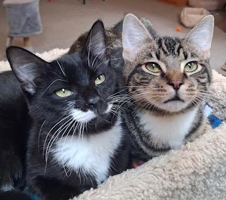 Enlarge Sophie, a ADOPTABLE Tuxedo in Bow, WA image 4/6