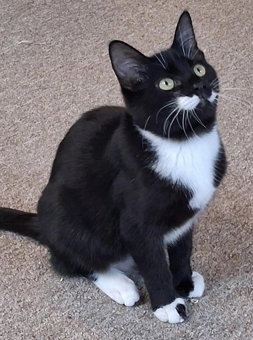 Enlarge Sophie, a ADOPTABLE Tuxedo in Bow, WA image 1/6