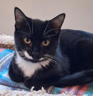 Enlarge Sophie, a ADOPTABLE Tuxedo in Bow, WA image 3/6