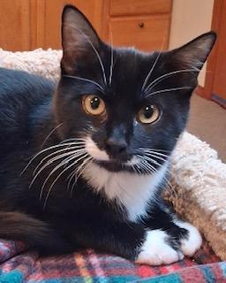 Enlarge Sophie, a ADOPTABLE Tuxedo in Bow, WA image 6/6