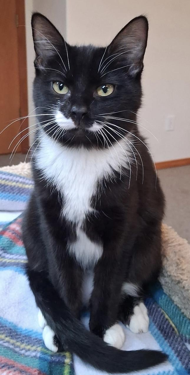 Enlarge Sophie, a ADOPTABLE Tuxedo in Bow, WA image 2/6