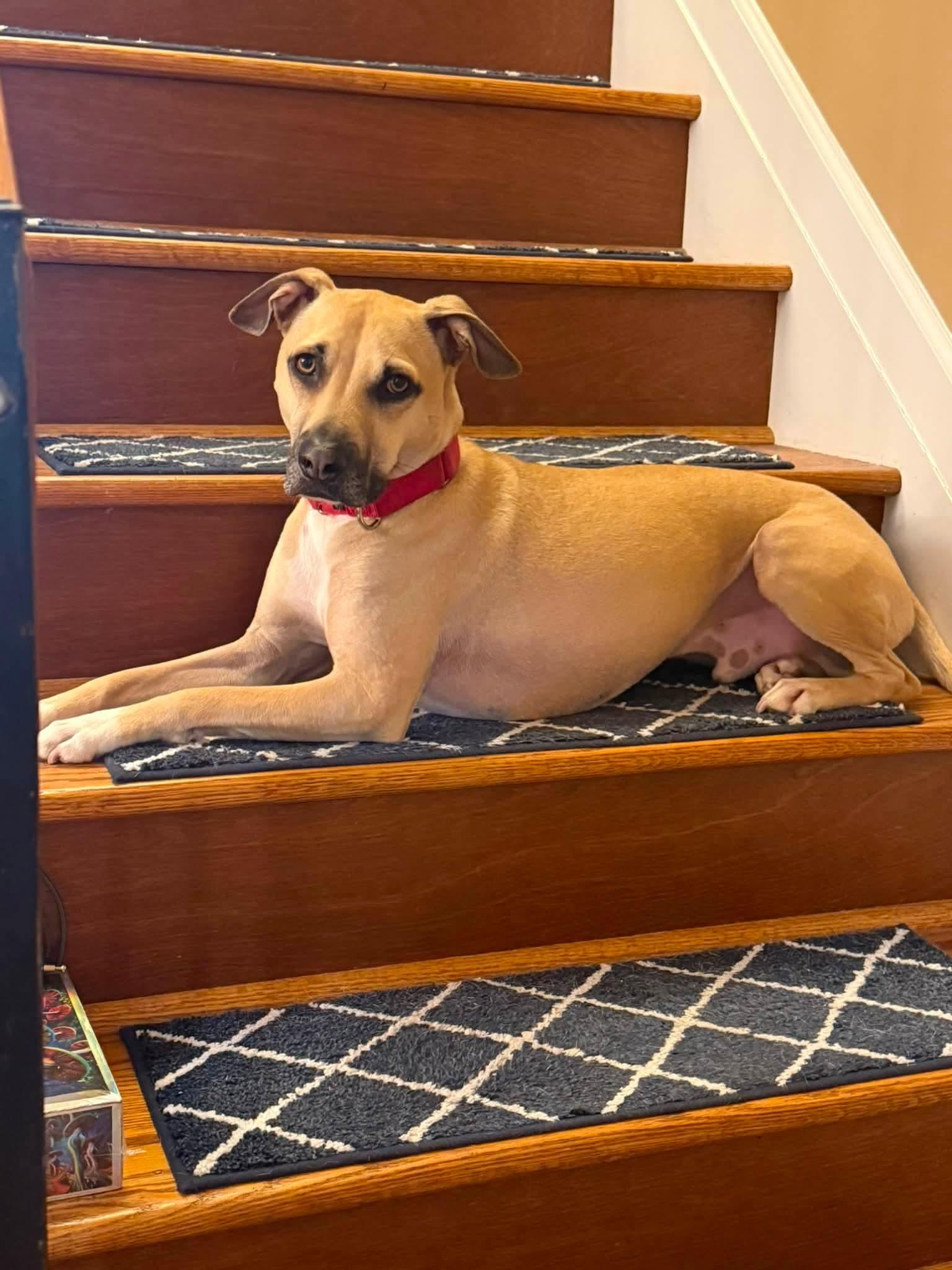 Pong Lonestar, Adopted, Adult Male Black Mouth Cur & Labrador Retriever.