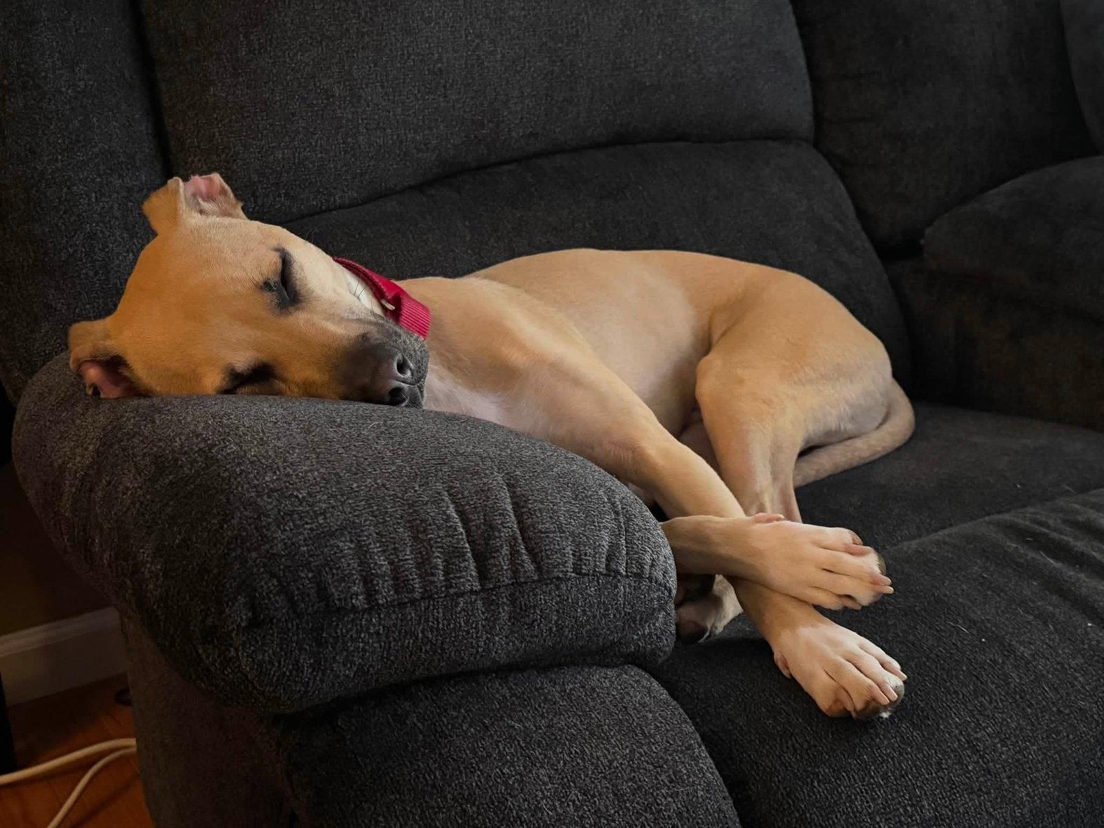 Enlarge Pong Lonestar, a Adopted mixed breed in Rockaway, NJ image 2/3