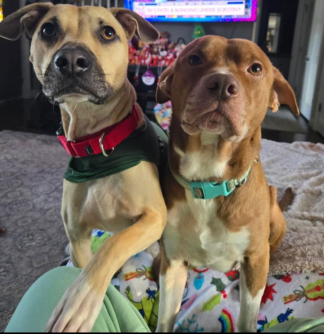 Pong Lonestar thumbnail 2