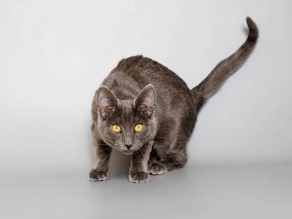 Alice, Adoptable, Kitten Female Domestic Short Hair & Domestic Short Hair.