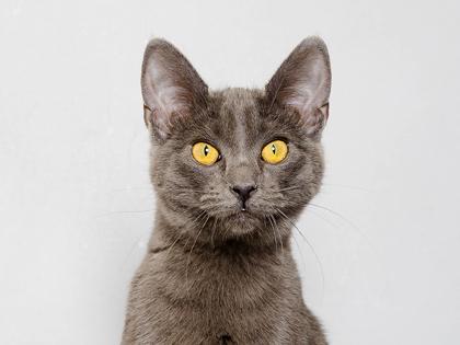 Enlarge Alice, a Adoptable Domestic Short Hair in Longmont, CO image 2/2