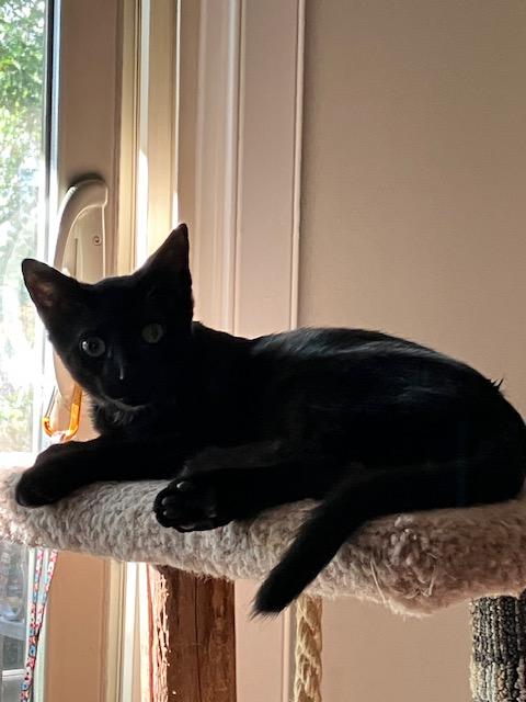 Enlarge Doug, a Adopted Domestic Short Hair in Calgary, AB image 3/3