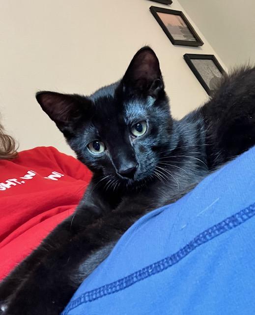 Enlarge Doug, a Adopted Domestic Short Hair in Calgary, AB image 2/3