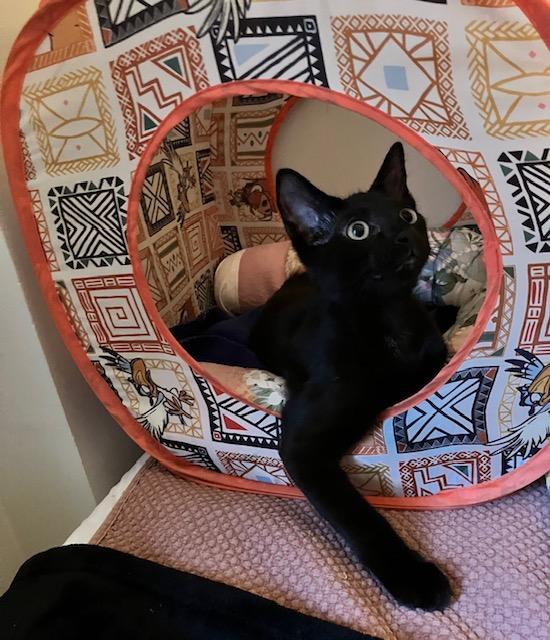 Doug, Adopted, Young Male Domestic Short Hair.