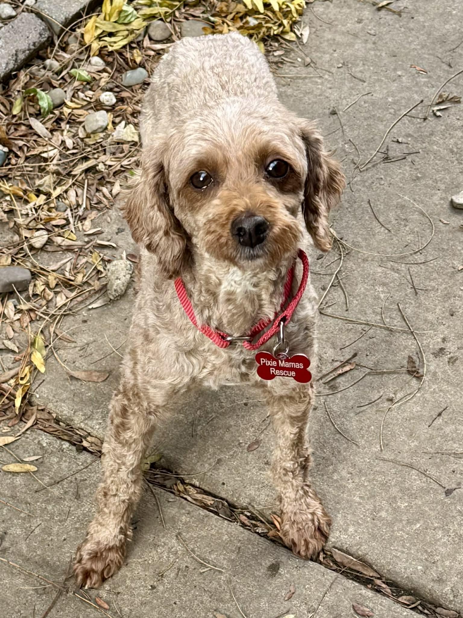 Enlarge Kody, a Adopted Poodle in Buffalo, NY image 1/2
