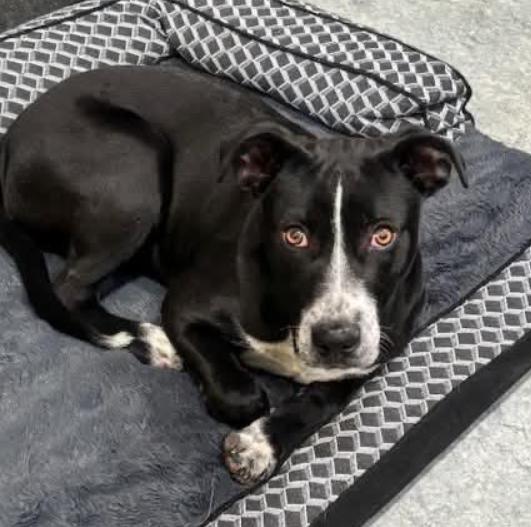 Enlarge Belair, a Adoptable mixed breed in Washington, DC image 3/4