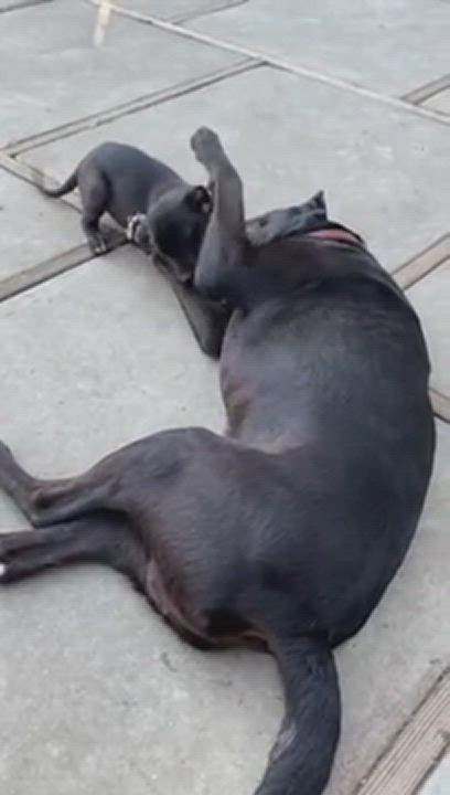 Enlarge Zeus, a Adopted mixed breed in Van Nuys, CA video 1/6