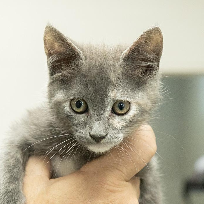 Nico Robin, an adopted Domestic Short Hair in Slidell, LA image 1/2