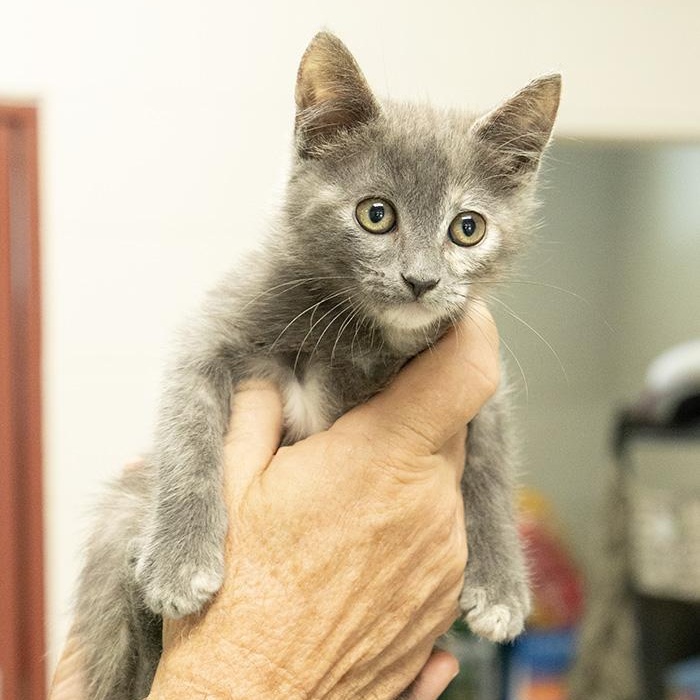 Nico Robin, an adopted Domestic Short Hair in Slidell, LA image 2/2