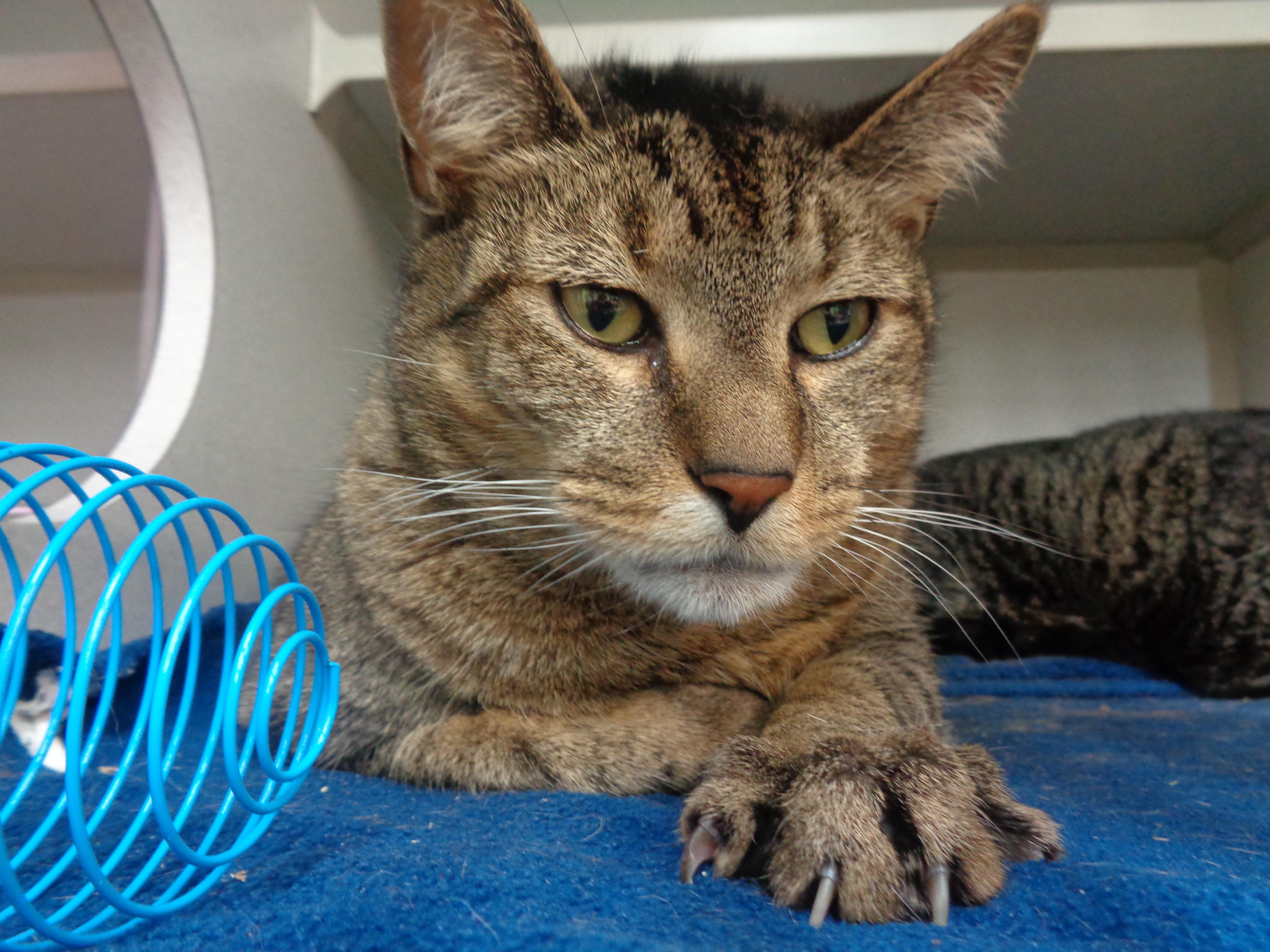 PRINCE, Adoptable, Adult Male Tiger.